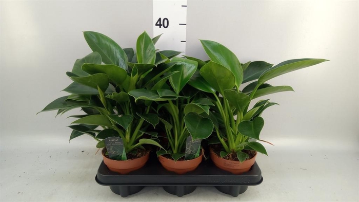 <h4>Philodendron  'Green Princess'</h4>