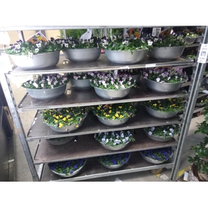 Viola corn. 'Sorbet'   ...mix