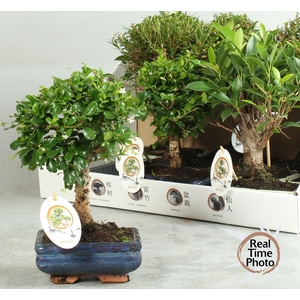 BONSAI GEM