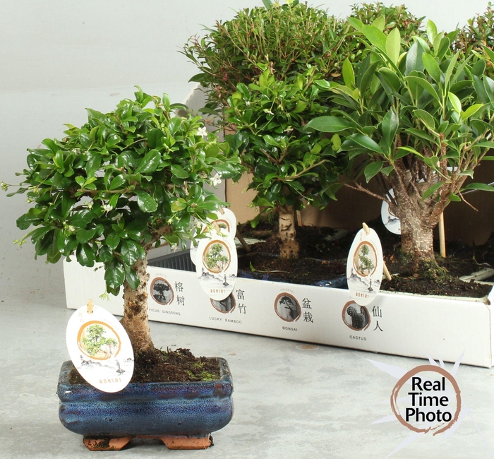 <h4>BONSAI GEM</h4>