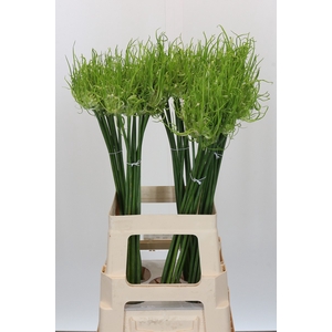 Allium Fido Fido