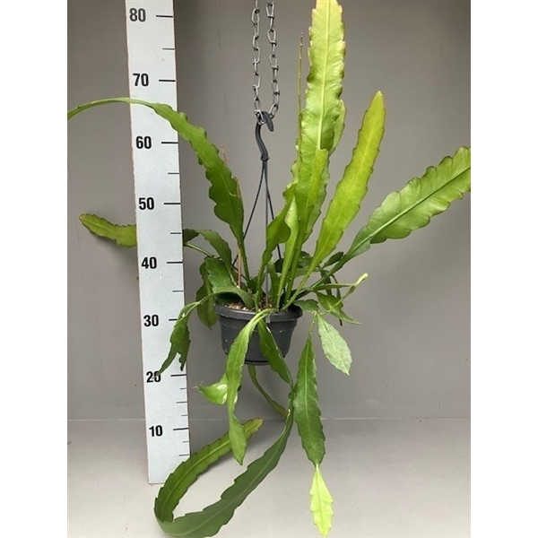 <h4>Epiphyllum fruhlingsgold</h4>