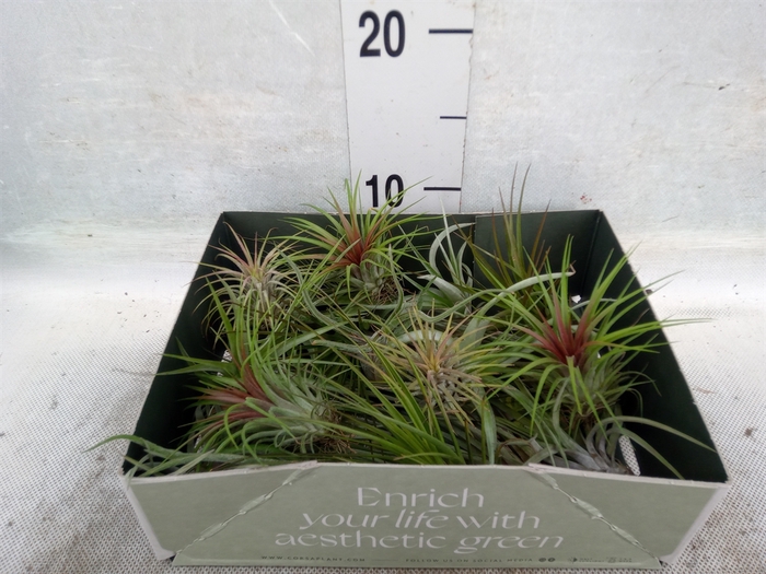 Tillandsia