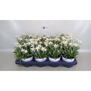 Leontopodium alpinum 'Matterhorn'