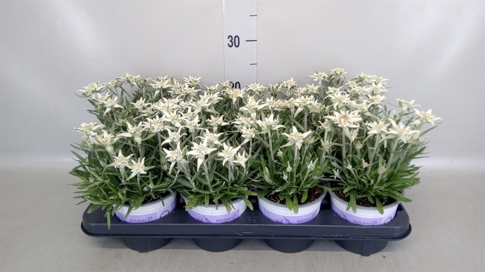 <h4>Leontopodium alpinum 'Matterhorn'</h4>
