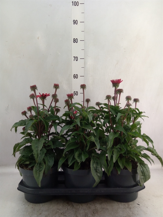 <h4>Echinacea purp.</h4>