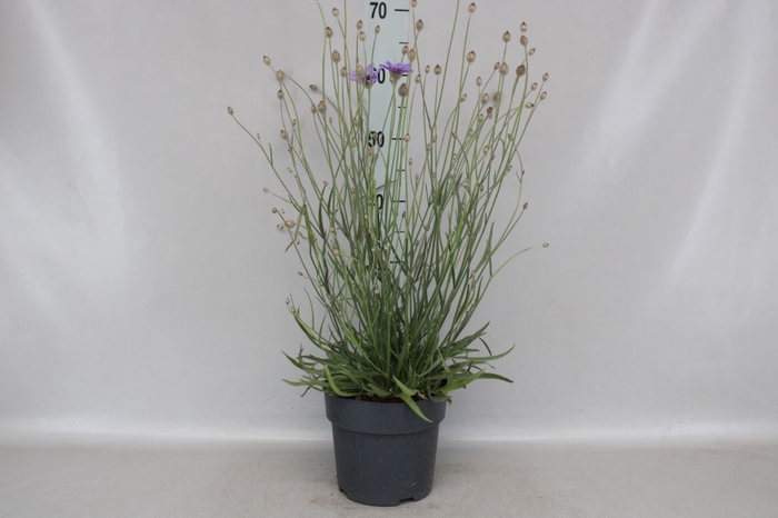 <h4>Catananche caerulea 'Major'</h4>