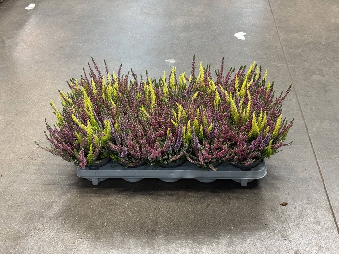 Calluna vulgaris 3 kolory 12Ø 30cm