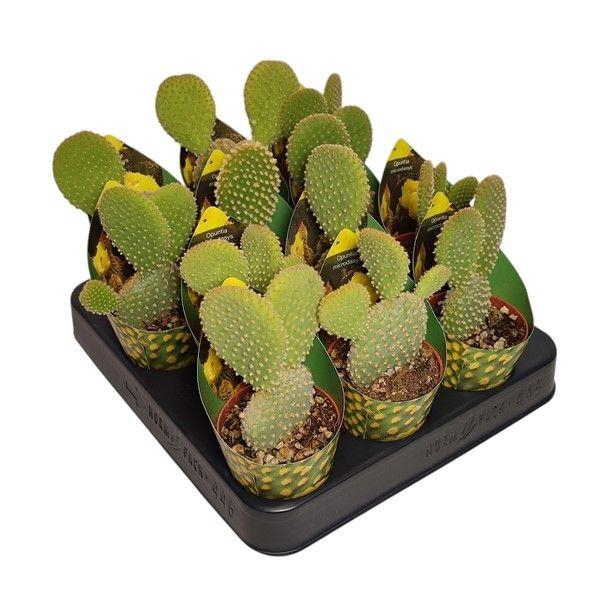 <h4>OPUNTIA MICRODASYS</h4>