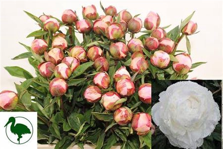 <h4>Paeo L Gardenia</h4>