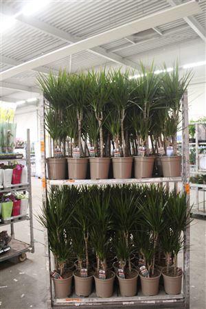 <h4>Dra Marginata 45-25-10 Cm</h4>