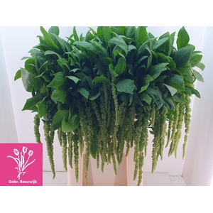 AMAR CA GREEN CORD