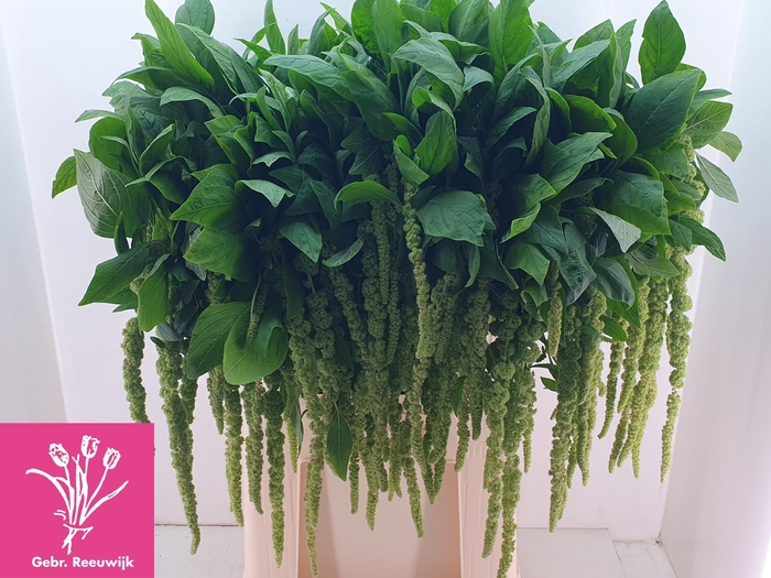 <h4>AMAR CA GREEN CORD</h4>