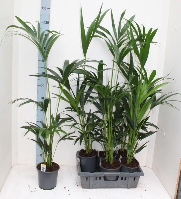 <h4>HOWEA FORSTERIANA</h4>