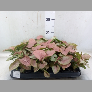 Syngonium  'Red Heart'