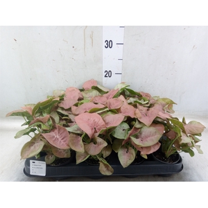 Syngonium  'Red Heart'