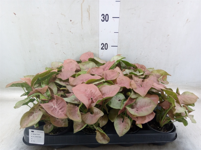<h4>Syngonium  'Red Heart'</h4>