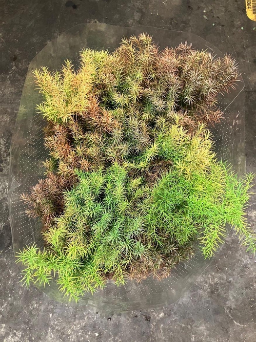 <h4>DEC Conifers Cryptomeria Elegans 400gr</h4>