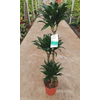 Dracaena overig