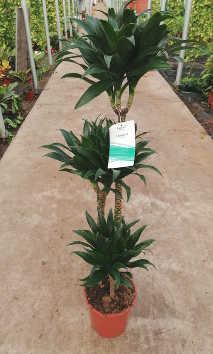 Dracaena overig