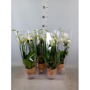 Phalaenopsis   ...white