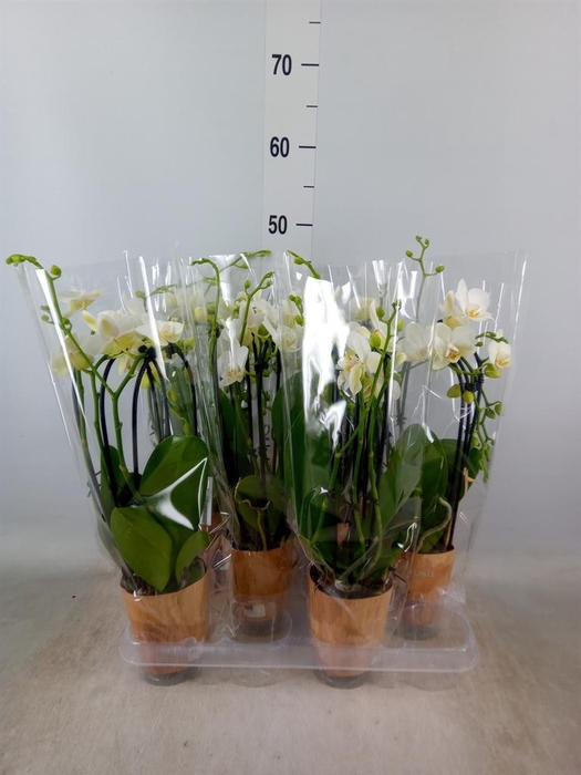 <h4>Phalaenopsis   ...white</h4>