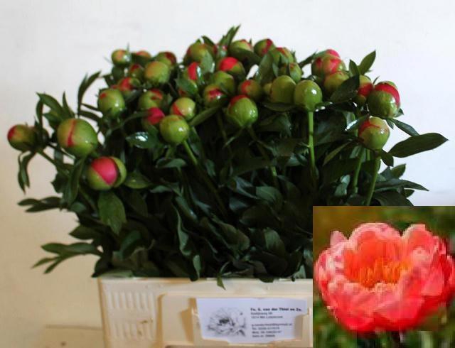 <h4>PAEO CORAL SUNSET</h4>