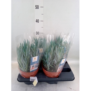 Curio ficoides 'Blues'