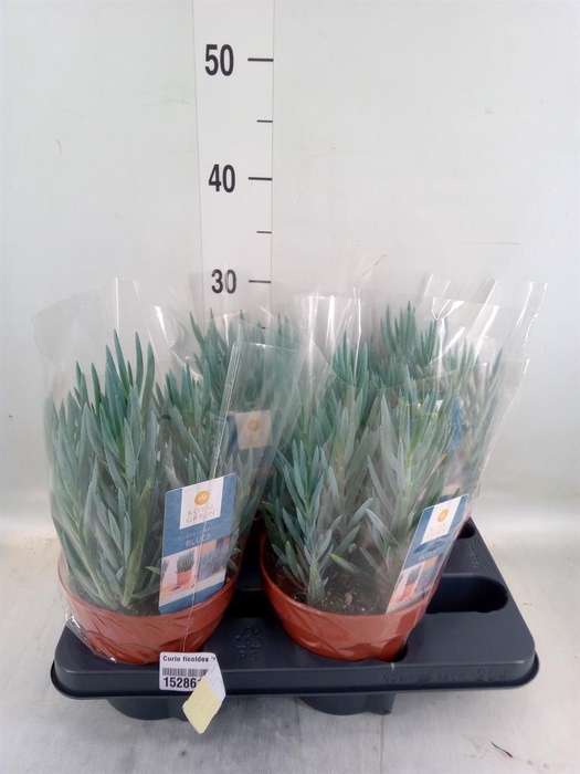 <h4>Curio ficoides 'Blues'</h4>