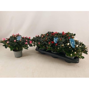 RHODO SI V GEM 4 SRT