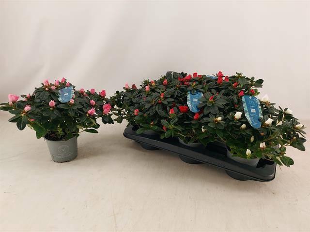 <h4>RHODO SI V GEM 4 SRT</h4>