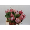 Protea Cynaroides
