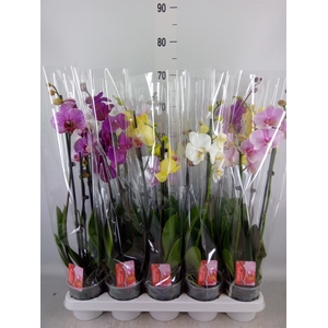 Phalaenopsis   ...mix