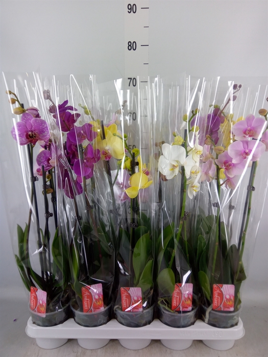 <h4>Phalaenopsis   ...mix</h4>