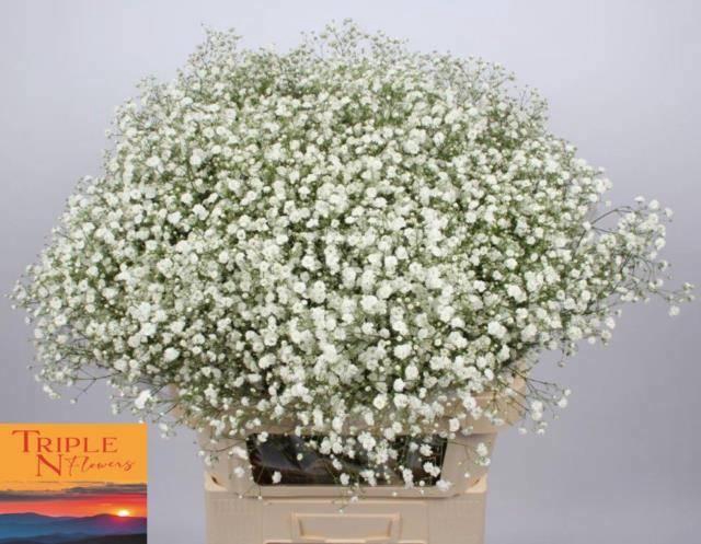 <h4>GYPS PA XLENCE</h4>