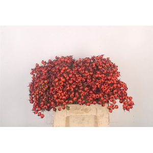 Rosa Mandarin Hiphop