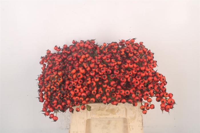 <h4>Rosa Mandarin Hiphop</h4>