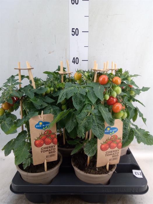 <h4>Solanum lycopersicum   ...</h4>