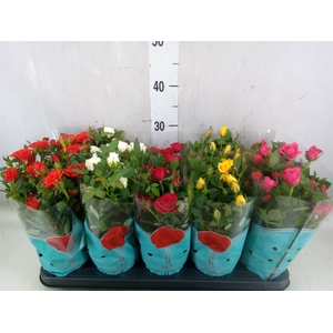 Rosa  'Star Roses'   ...mix 4