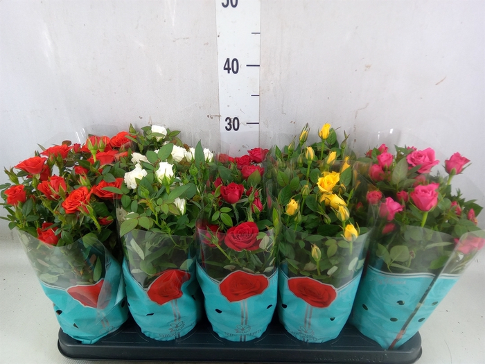<h4>Rosa  'Star Roses'   ...mix 4</h4>