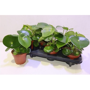 Pep Polybot Raindrop