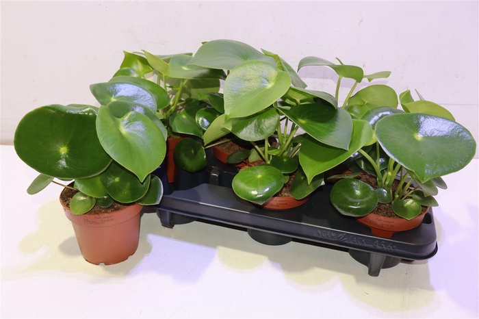 <h4>Pep Polybot Raindrop</h4>