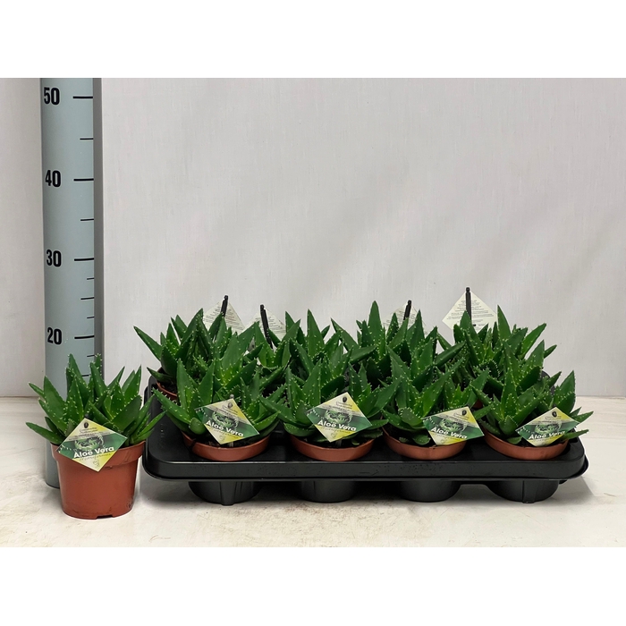 <h4>ALOE PERFOLIATA</h4>