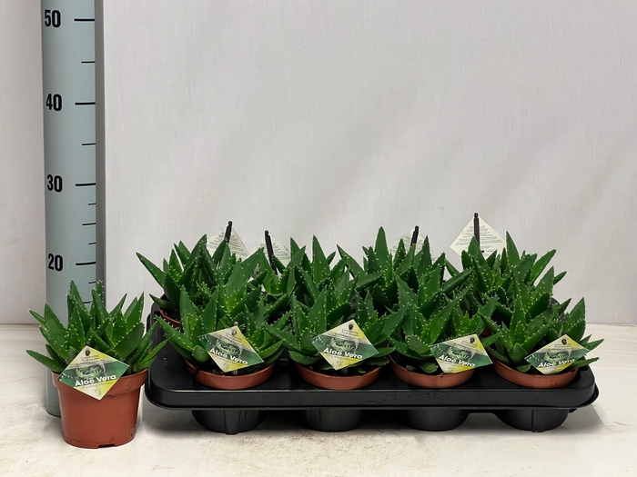 <h4>ALOE PERFOLIATA</h4>