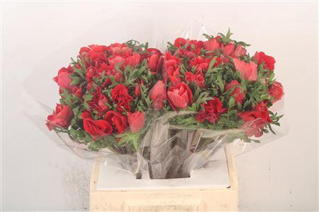 <h4>Anemone Mistral Red</h4>