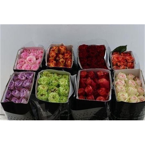 R Gr Gemengd In Doos Tessa