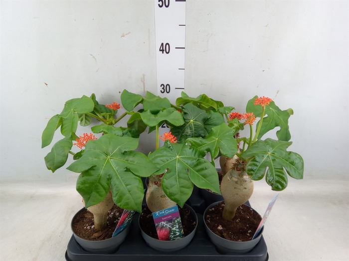 Jatropha podagrica