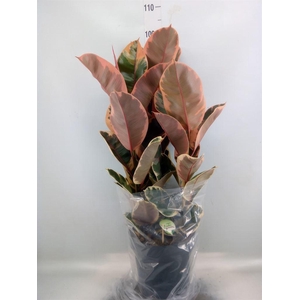 Ficus elastica 'Belize'