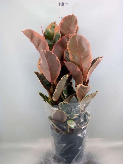 <h4>Ficus elastica 'Belize'</h4>