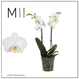 Phalaenopsis Silly Tommy 2 spike - 12cm | Mimesis